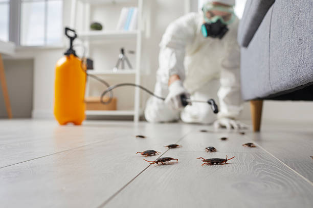 Trusted Cockroach Control service in Leland Grove, IL - Nex Pest Control